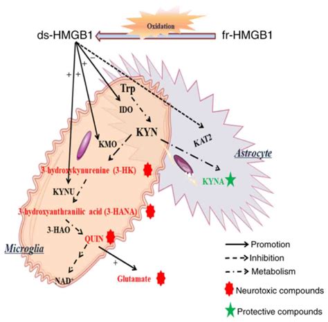 Fr‑hmgb1 And Ds‑hmgb1 Activate The Kynurenine Pathway Via Different