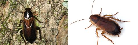 5 Types Of Cockroaches Found In Montana Id Guide Nature Blog Network