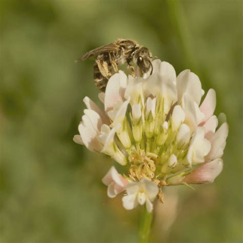 Wild White Clover Seeds Trifolium Repens Kent Wildflower Seeds