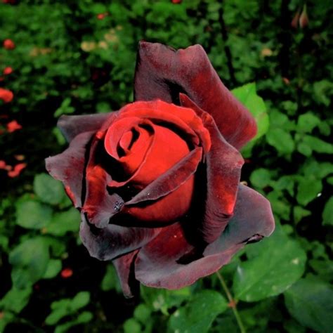 Buy Rose Maroon Flower plant online at cheap price on plantsguru.com