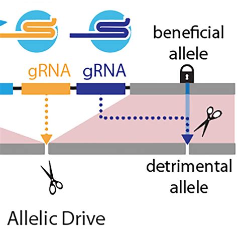 Next-generation Gene Drive Arrives