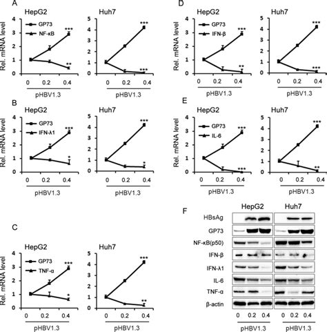 Hbv Induces Gp73 Expression To Repress The Expression Of Nf κb Ifn β Download Scientific