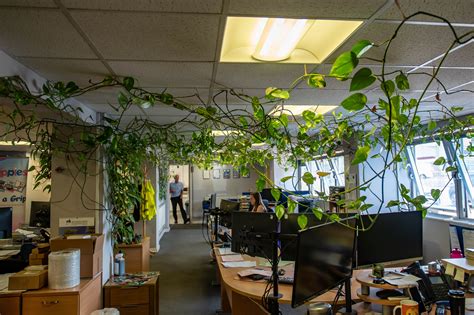 Office plant potted 14 years ago in now a 600ft monster that covers the