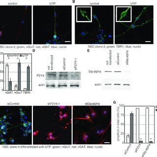 Nucleotide Induced Glutamatergic Neuronal Markers In Neurons