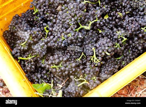 A Bin Full Of Pinot Noir Grapes Stock Photo Alamy