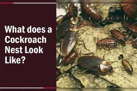 How To Find Roach Nest Easy Detection And Elimination Tips