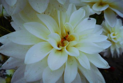 Fotos gratis flor blanco pétalo florecer botánica flora bonito