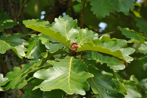 Quercus Dentata Japanse Keizereik Grootbladige Aziatische Eik Van