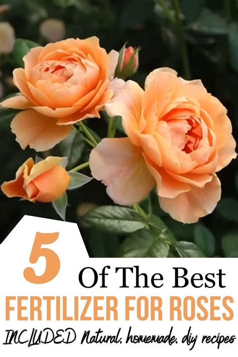 Best Rose Fertilizer The 5 Best Fertilizer For Roses Diy Homemade