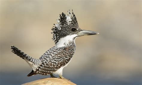 Crested Kingfisher - Profile | Facts | Call | Diet | Japan - BirdBaron