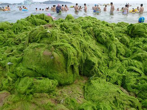 Китайские водоросли - 70 фото
