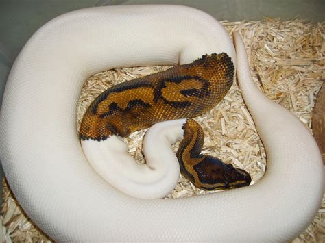 high   white pied ball python page