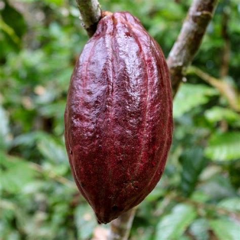 Un Negocio Justo Para Los Productores De Cacao En Ecuador Programa De Las Naciones Unidas Para