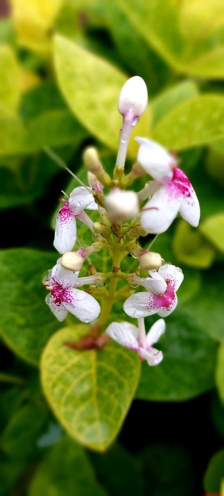 Pseuderanthemum Pseuderanthemum Is A Genus Of Plant In Fam Flickr