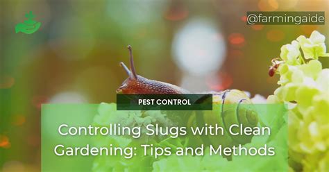 Controlling Slugs with Clean Gardening: Tips and Methods - Farming Aide