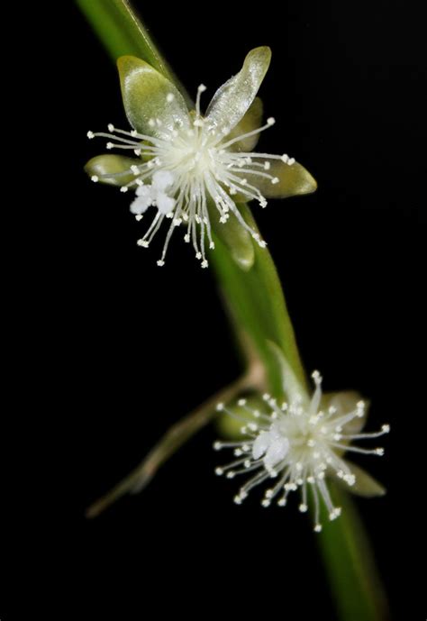 Rhipsalis Micrantha 6 Neira Magic B Flickr