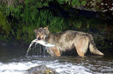 Rare Video Catches Wolf Salmon Fishing At Brooks Falls In Katmai