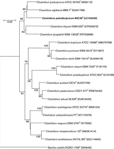 Neighbour Joining Tree Based On 16S RRNA Gene Sequences Showing The