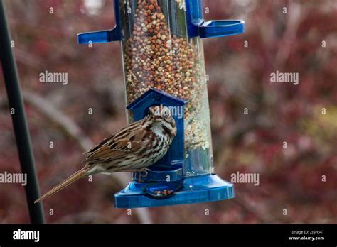 Moineau De L Ancien Monde Banque De Photographies Et Dimages Haute