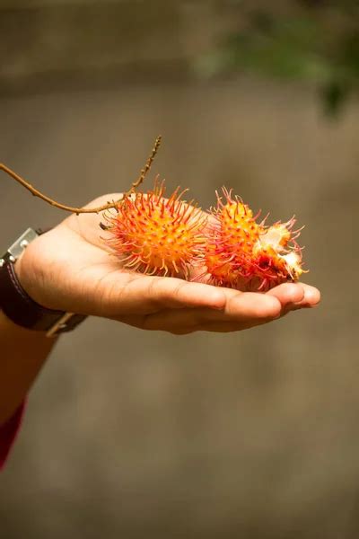 Rambutan Rojo Maduro O Nephelium Lappaceum Frutas En La Mano 2024