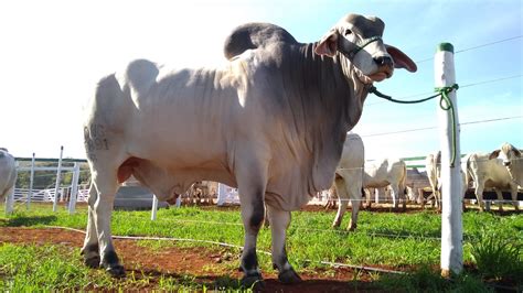 As Principais Ra As De Gado De Corte Sou Agro