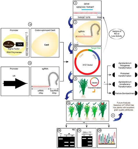 IJMS Free Full Text Applications Of The CRISPR Cas9 System For Rice