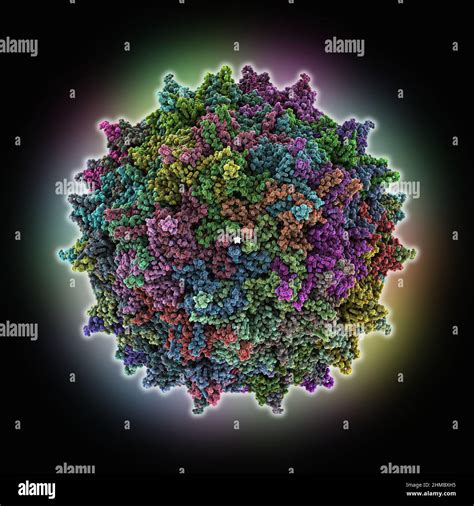 Adeno Associated True Type Virus Capsid Molecular Model Stock Photo