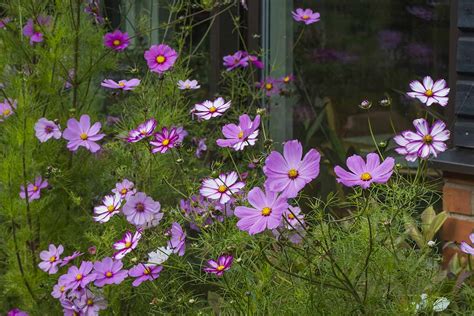 How To Grow And Care For Cosmos Flowers Gardener S Path