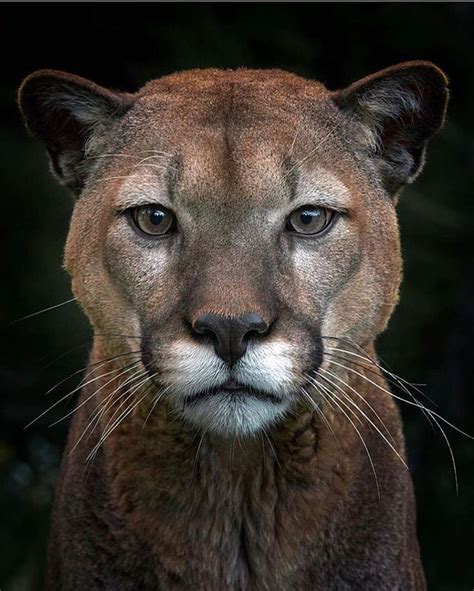 Nature Predators on Instagram: “Puma Portrait 👌🏻 ⁣ ⁣ 📸 Photo by ...