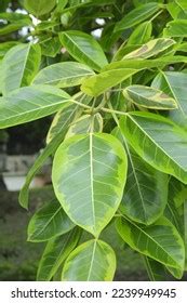 asian council tree ficus altissima variegata stock photo