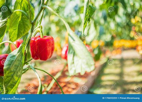 Red Bell Pepper Plant Growing in Garden Stock Image - Image of fresh, cultivate: 170693359