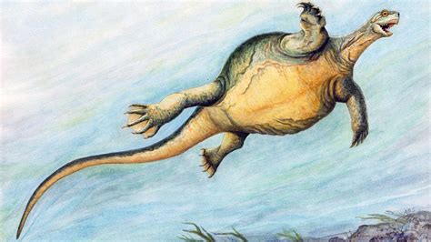 Odontochelys Triassic Turtle