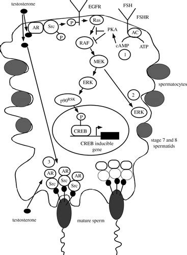 Non Classical Actions Of Testosterone And Spermatogenesis Philosophical Transactions Of The