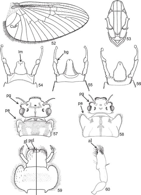 Gênero Tricorythodes Adultos 52 Asa Do Macho De T Bullus 53 Download Scientific Diagram