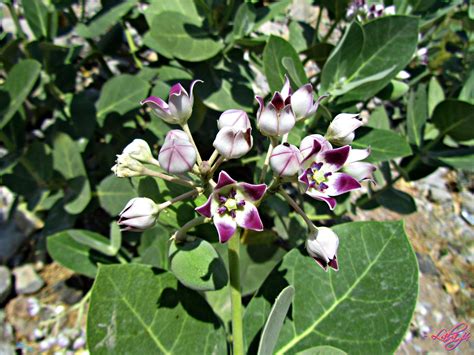 '' Aak plant'' .. Milkweeds (Calotropis) by sheereenabba on DeviantArt