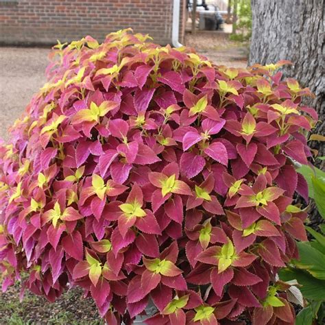 How To Grow Coleus For Fine Foliage The Home Depot