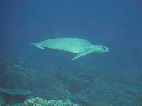 Tortuga Golfina Lepidochelys Olivacea Info Tortuga