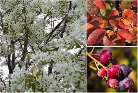 Ornamental Flowering Trees For Usda Zone Landscapes