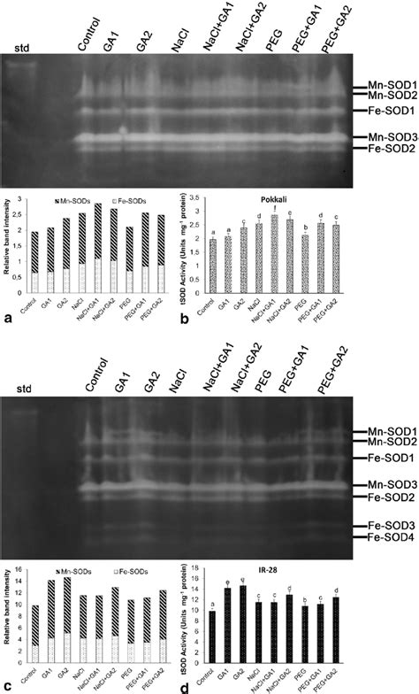 Effects Of Exogenous And Mm Ga Treatments On Relative Band