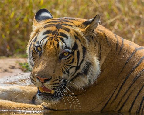 India Male Bengal Tiger Pantera Tigris License Image 13795810