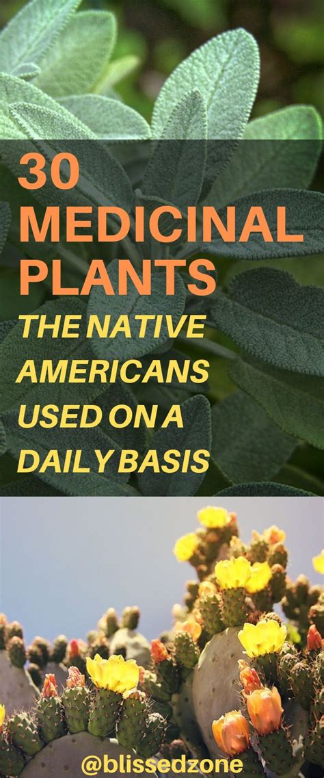 30 Medicinal Plants The Native Americans Used On A Daily Basis ...