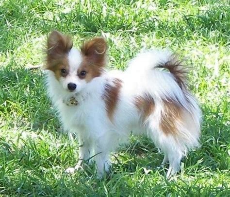 Teacup Papillon Puppies Papillon Dog Papillon Puppies For Sale