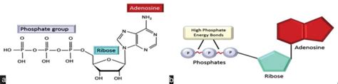 Atp Structure Labeled