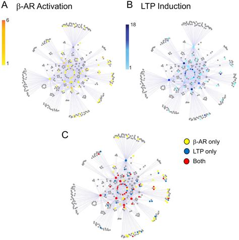 Increases In Protein Phosphorylation Within The PSD Protein Interaction