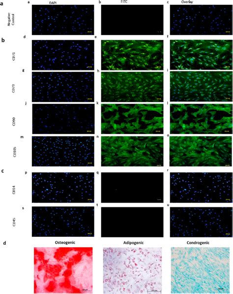 Immunocytochemical Expression And Trilineage Differentiation Potential Download Scientific