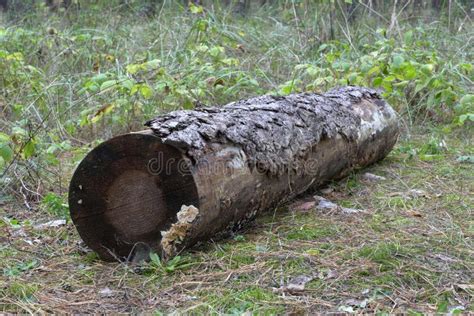 Wooden Log On The Ground In A Grass Stock Image Image Of Rural