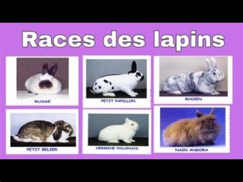 ELEVAGE DE LAPIN Voici les meilleures races à élever au monde