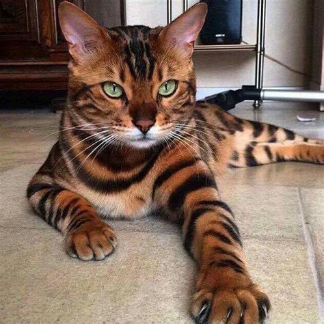 Tiger Look Like Cat