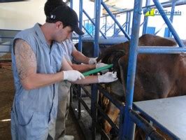 A T Cnica De Insemina O Em Tempo Fixo Em Vacas Facilita O Manejo