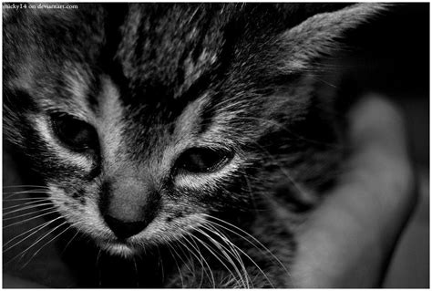 Sad Cat Wallpapers - Wallpaper Cave